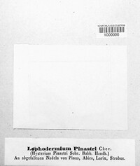 Lophodermium pinastri image